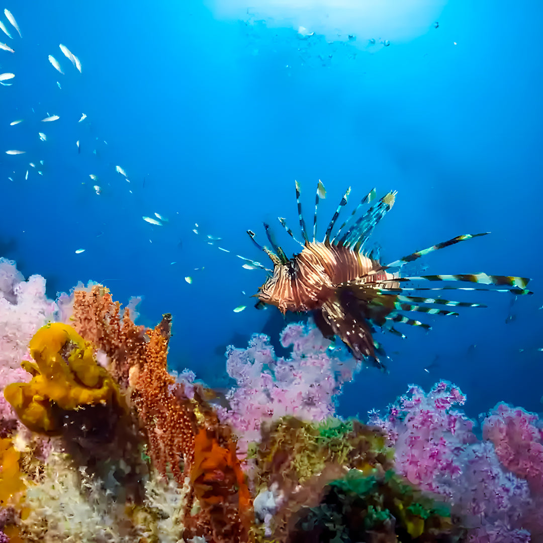 Discover Scuba Diving in Khao Lak