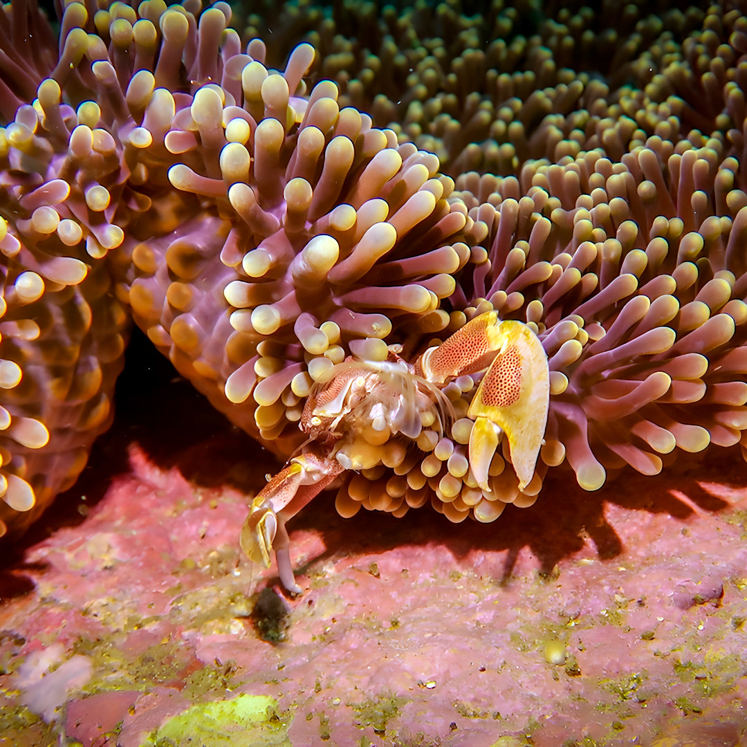 Discover Scuba Diving in Khao Lak
