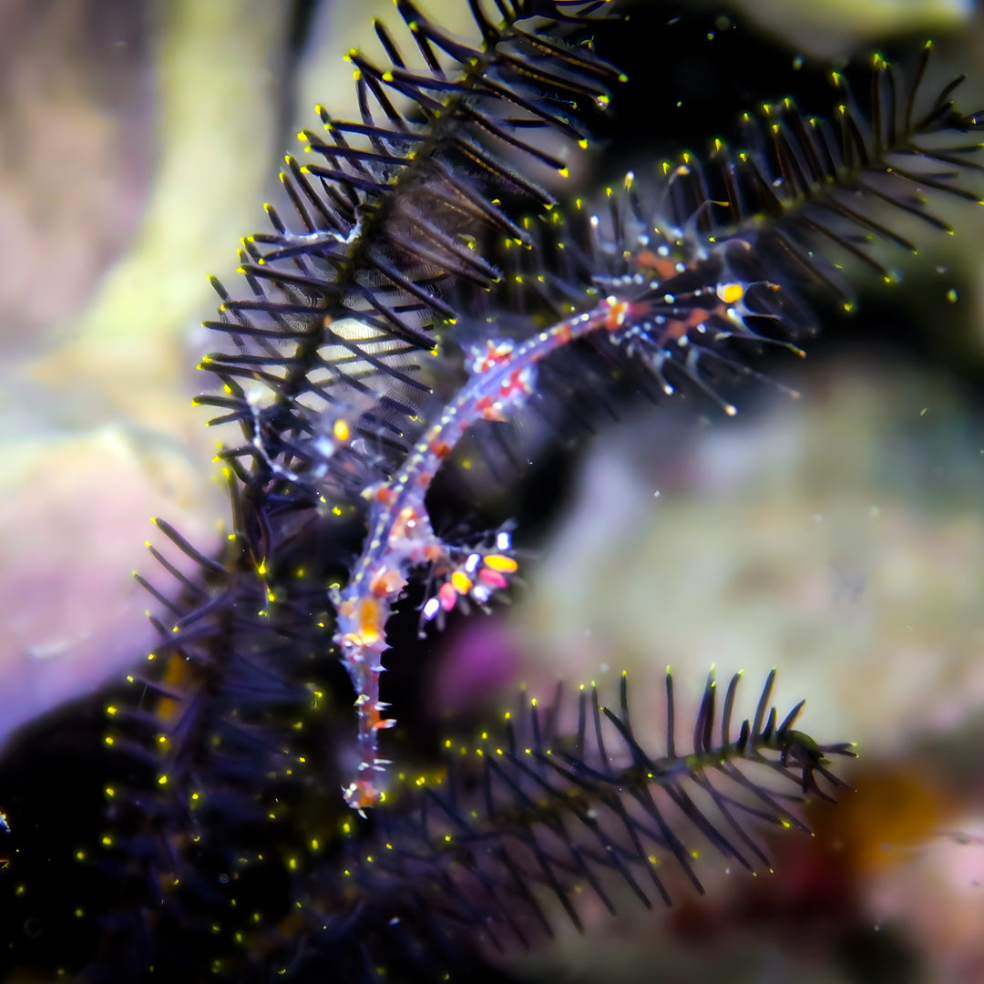 Hin Daeng South Phuket Scuba Diving Liveaboard