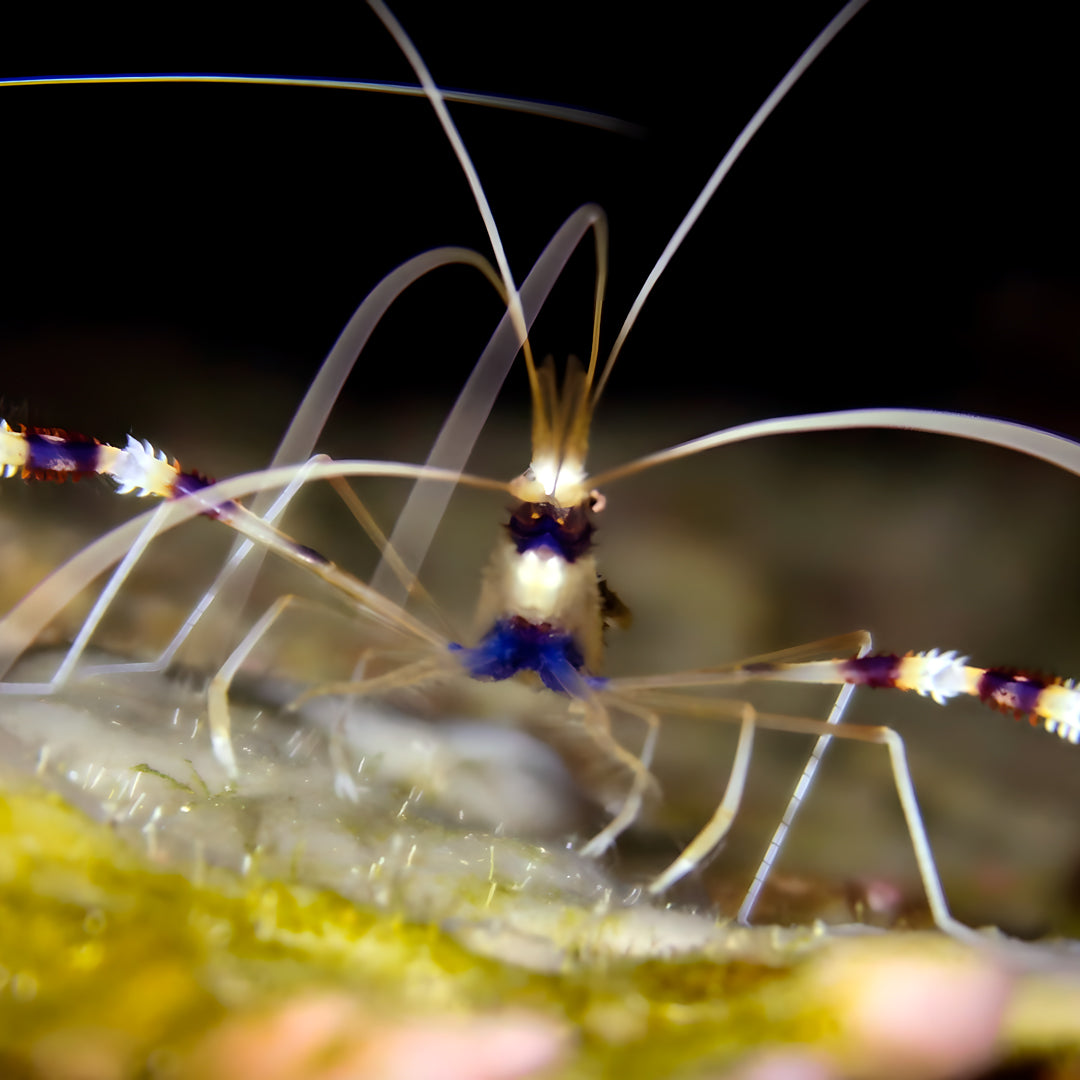 Hin Daeng South Phuket Scuba Diving Liveaboard