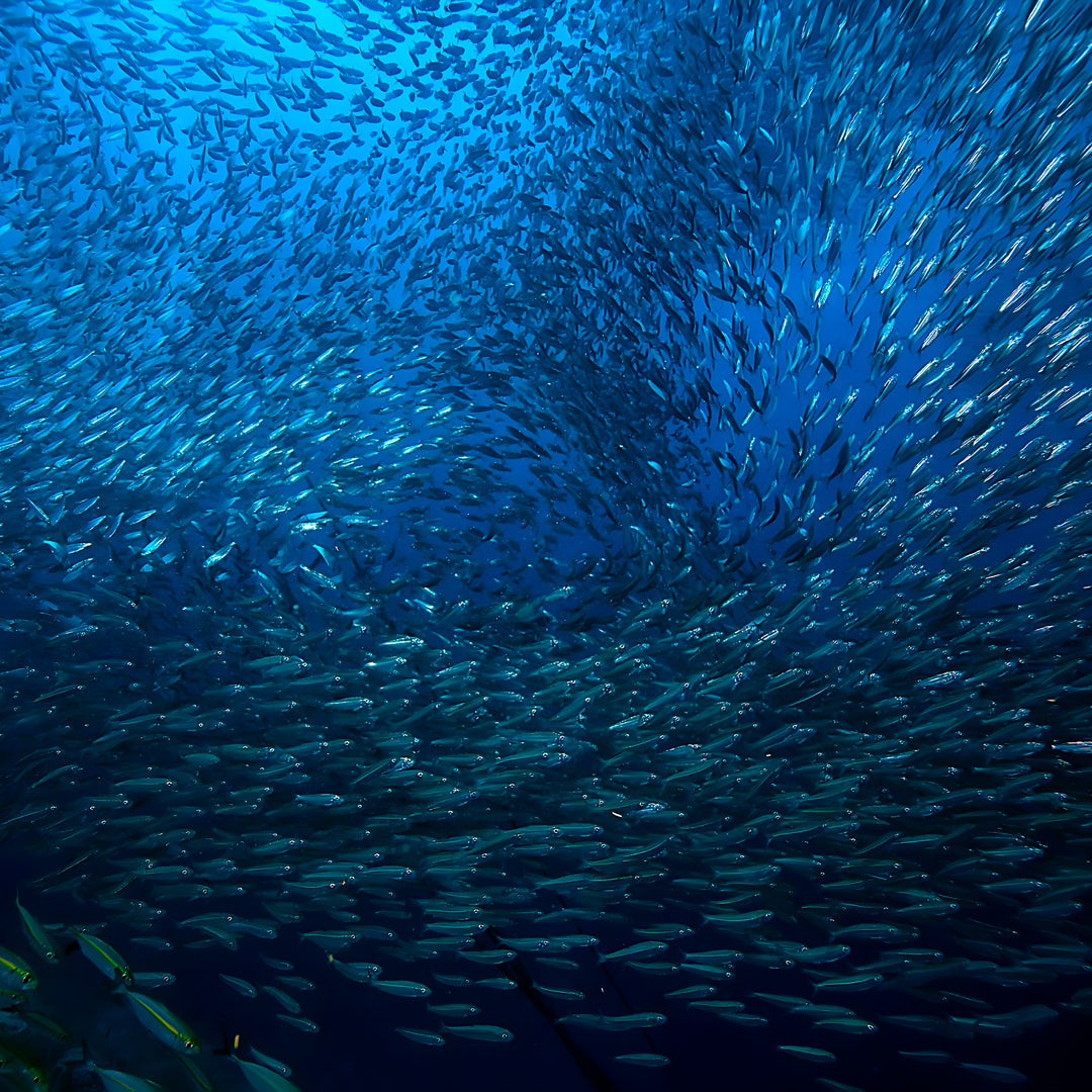 Hin Daeng South Phuket Scuba Diving Liveaboard