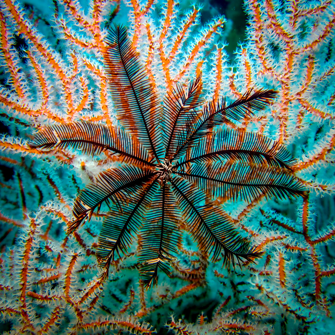 Hin Daeng South Phuket Scuba Diving Liveaboard