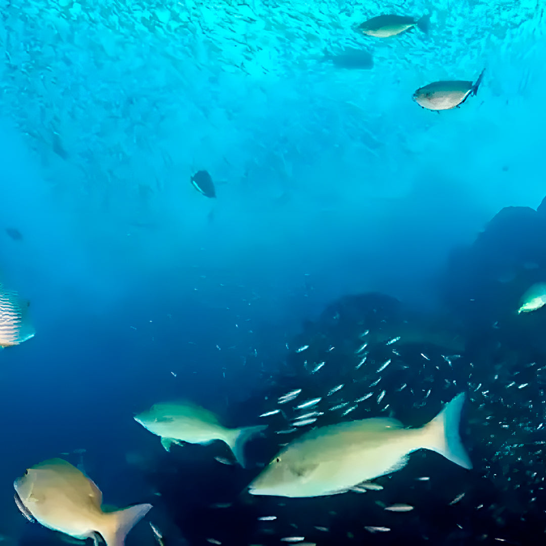 Hin Daeng South Phuket Scuba Diving Liveaboard