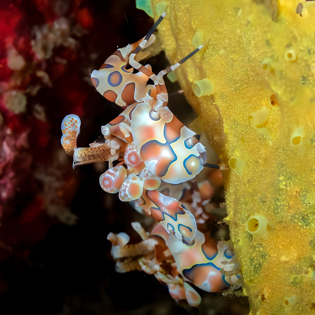 Hin Daeng South Phuket Scuba Diving Liveaboard