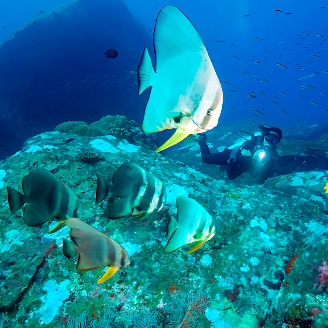 Khao Lak Emergency First Response Rescue Diver Course