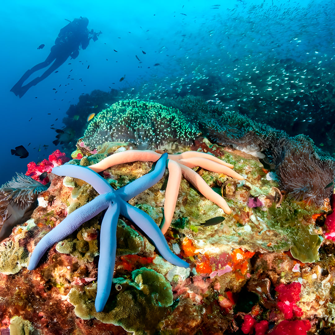 Khao Lak Scuba Diving Refresher Course