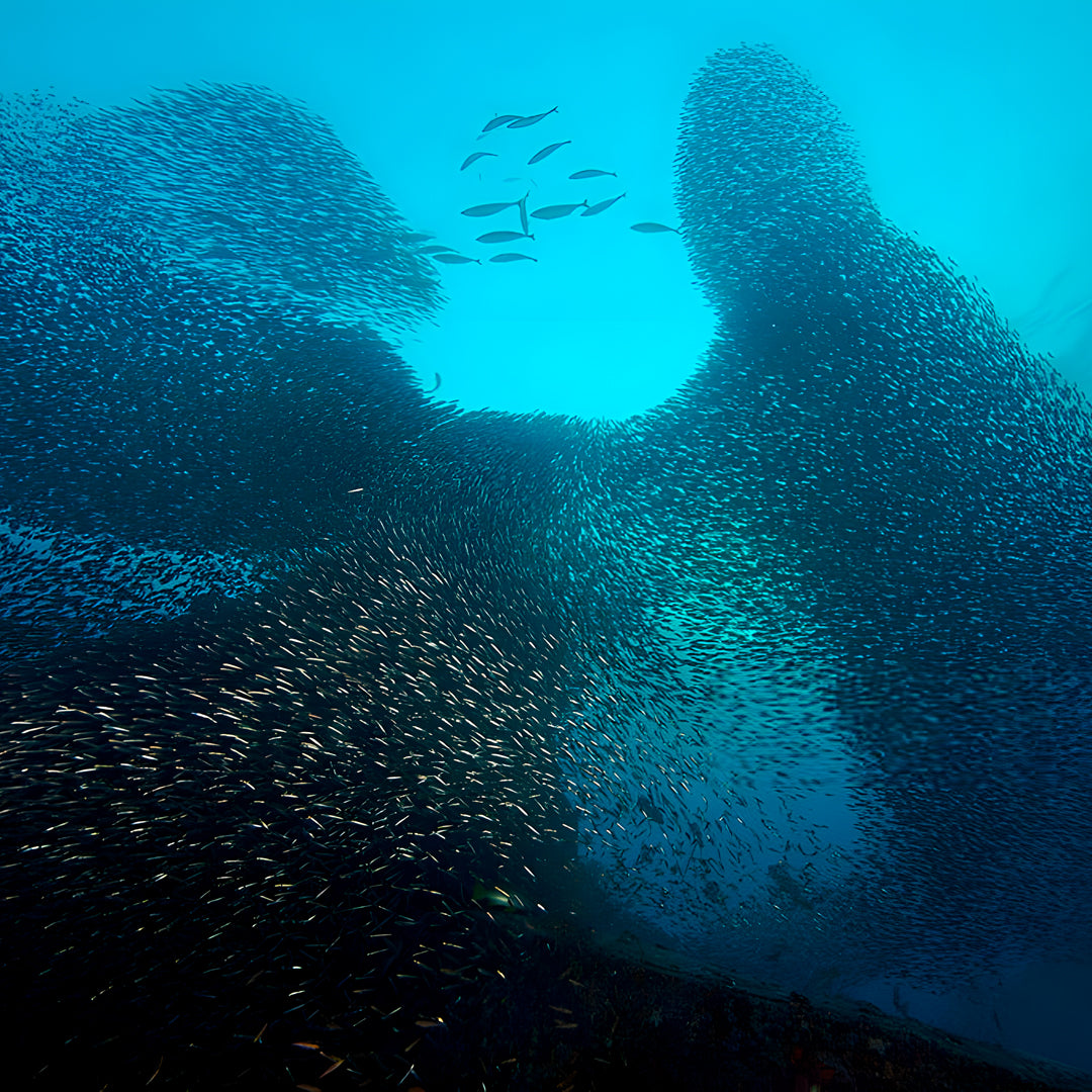 Khao Lak Scuba Diving Refresher Course