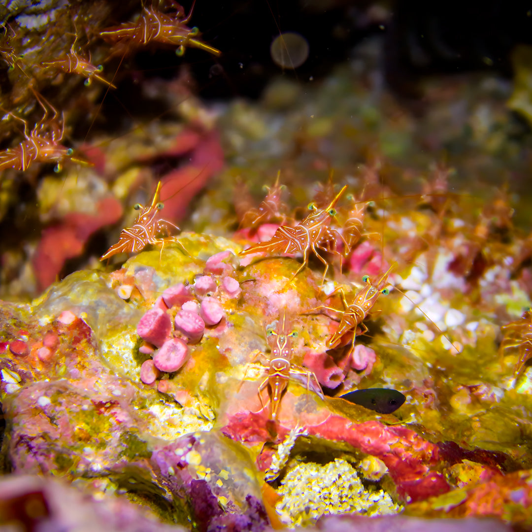 Khao Lak Scuba Diving Refresher Course