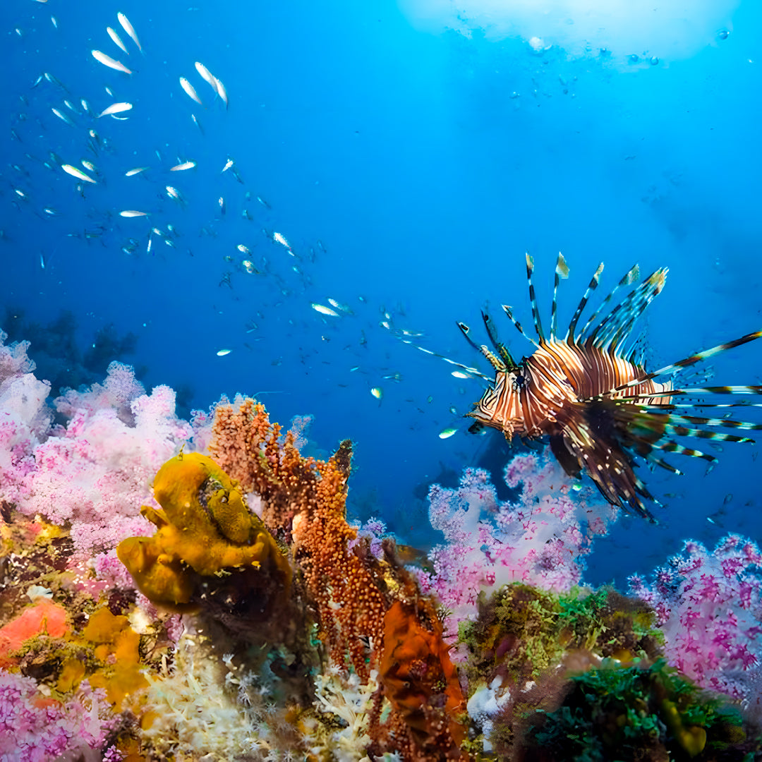 Khao Lak Scuba Diving Refresher Course