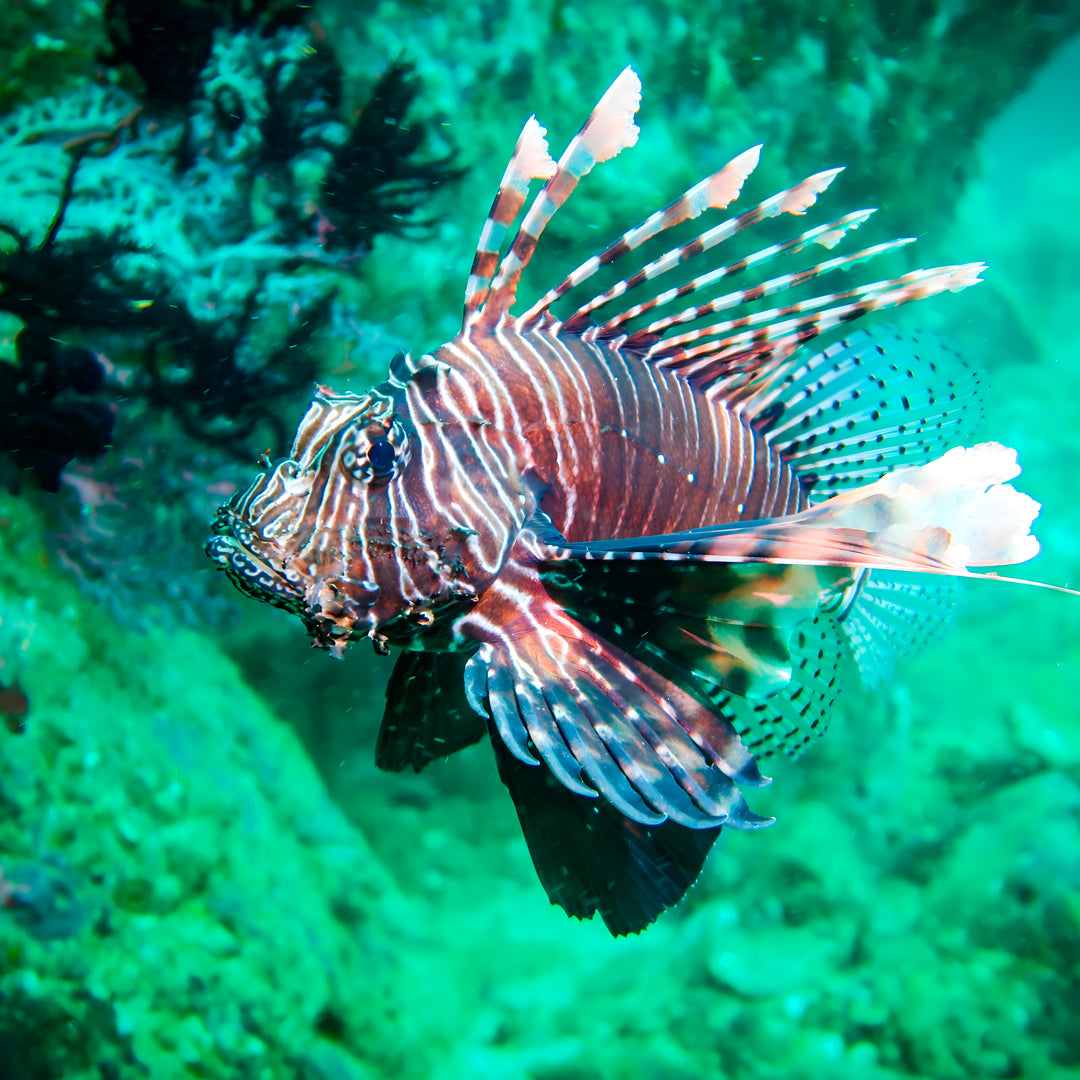 Similan Island to Richelieu Rock Scuba Diving Liveaboard