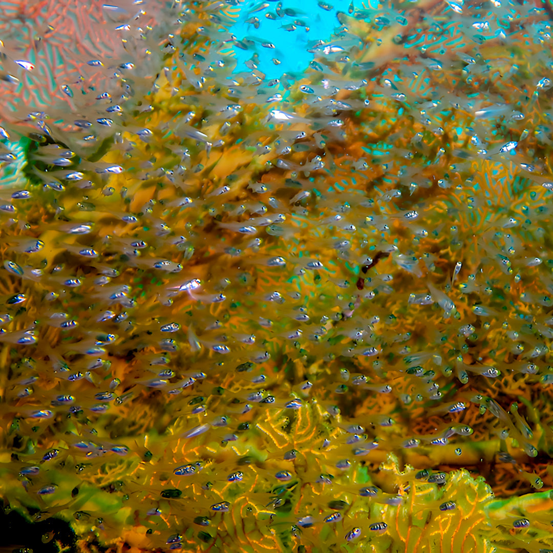 Similan Island to Richelieu Rock Scuba Diving Liveaboard