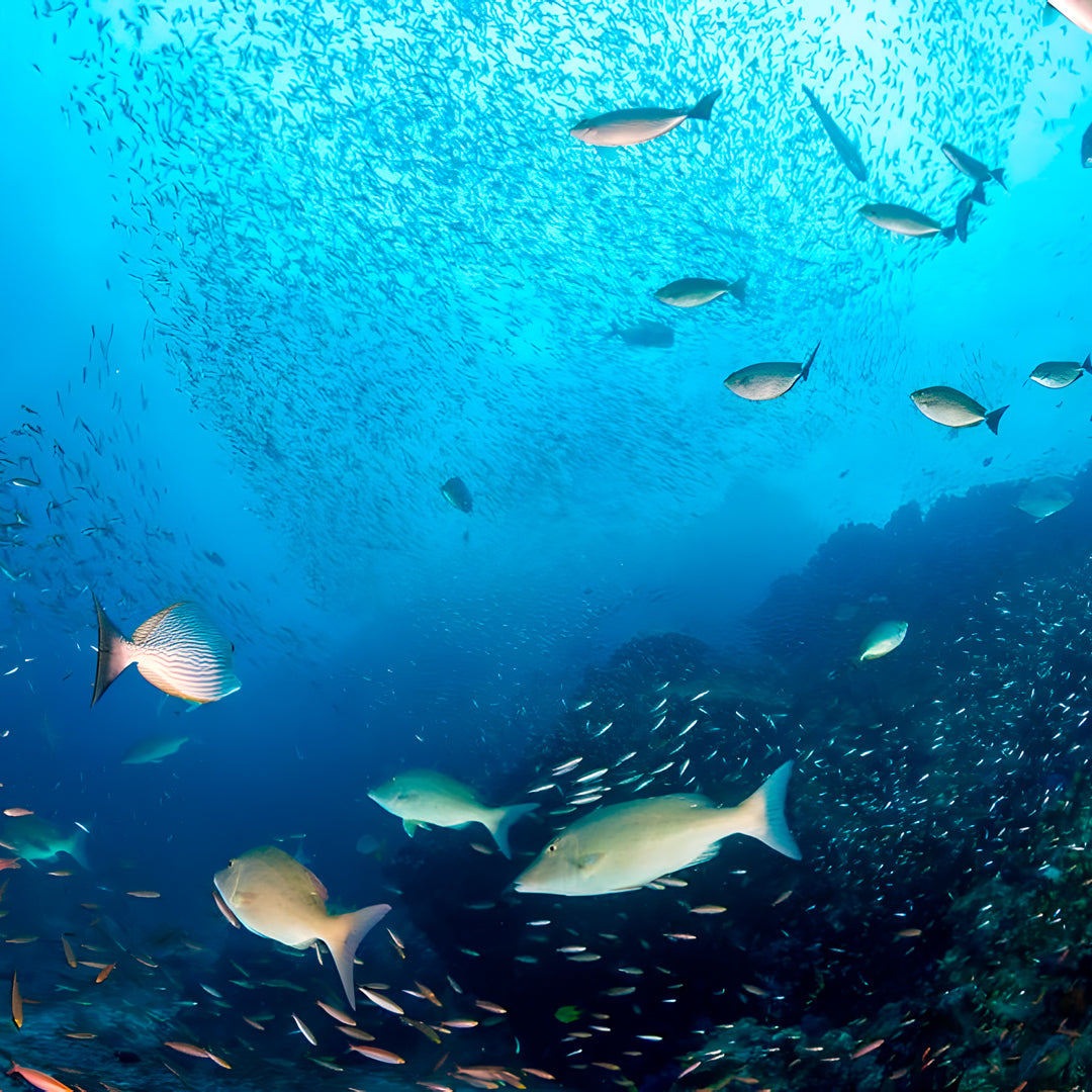 Similan Island to Richelieu Rock Scuba Diving Liveaboard