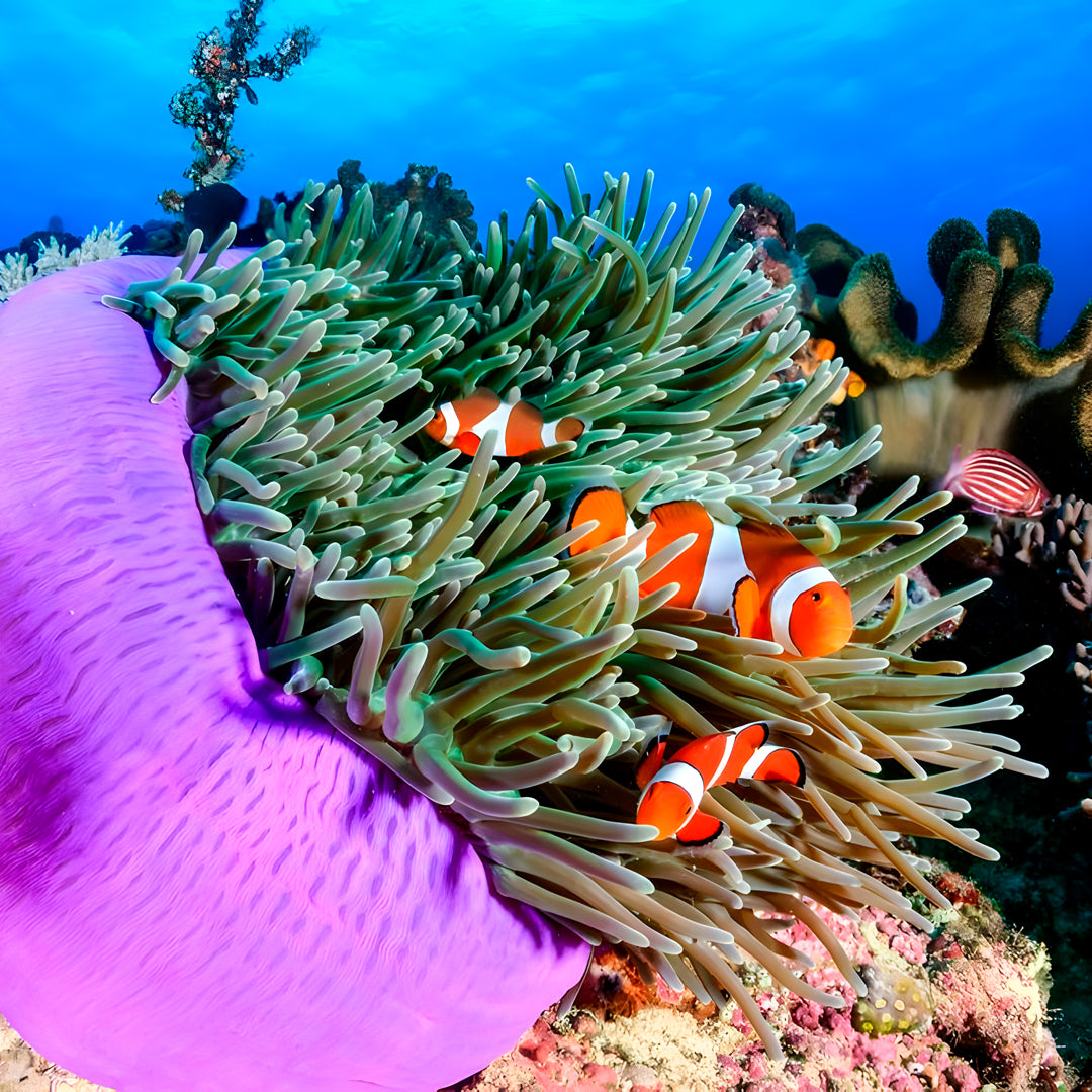 Similan Island to Richelieu Rock Scuba Diving Liveaboard