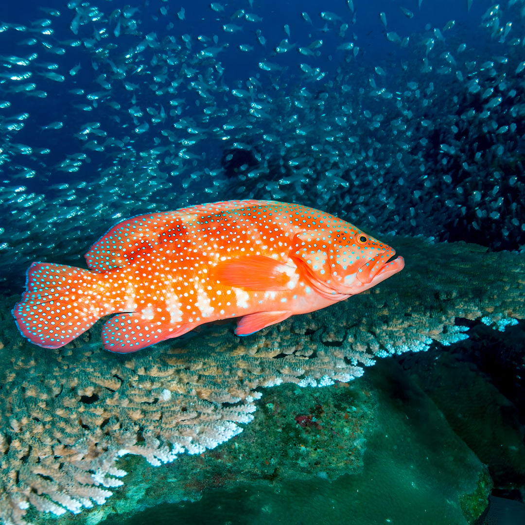 Similan Island to Richelieu Rock Scuba Diving Liveaboard