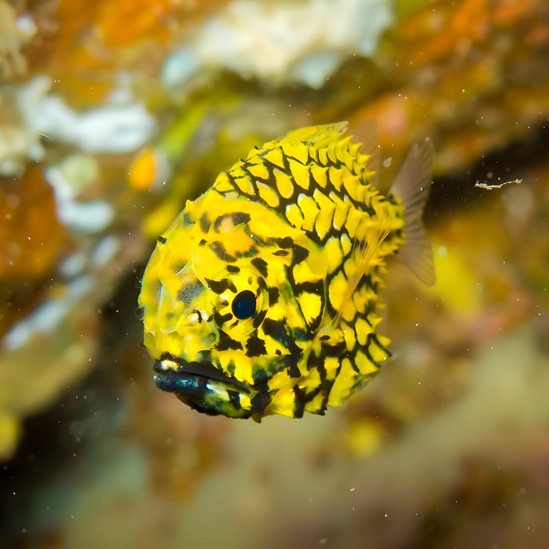 Similan Scuba Diving Nitrox Course