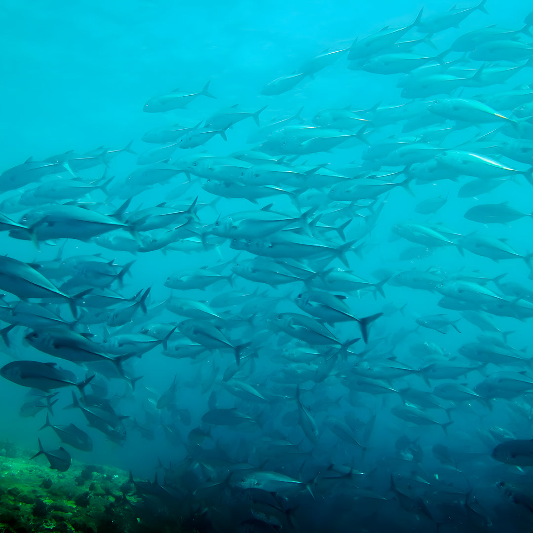 Similan Scuba Diving Nitrox Course