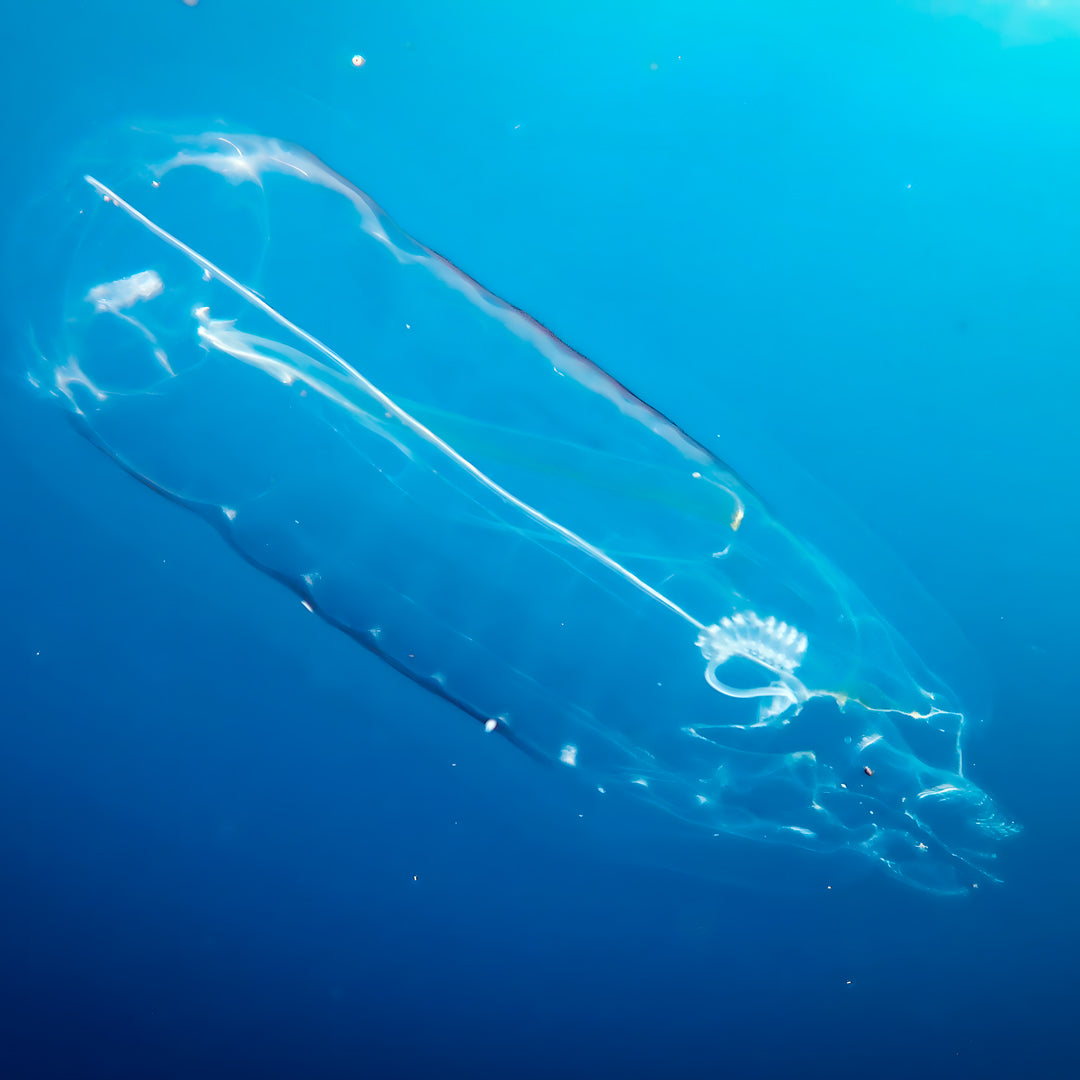 Similan Scuba Diving Nitrox Course