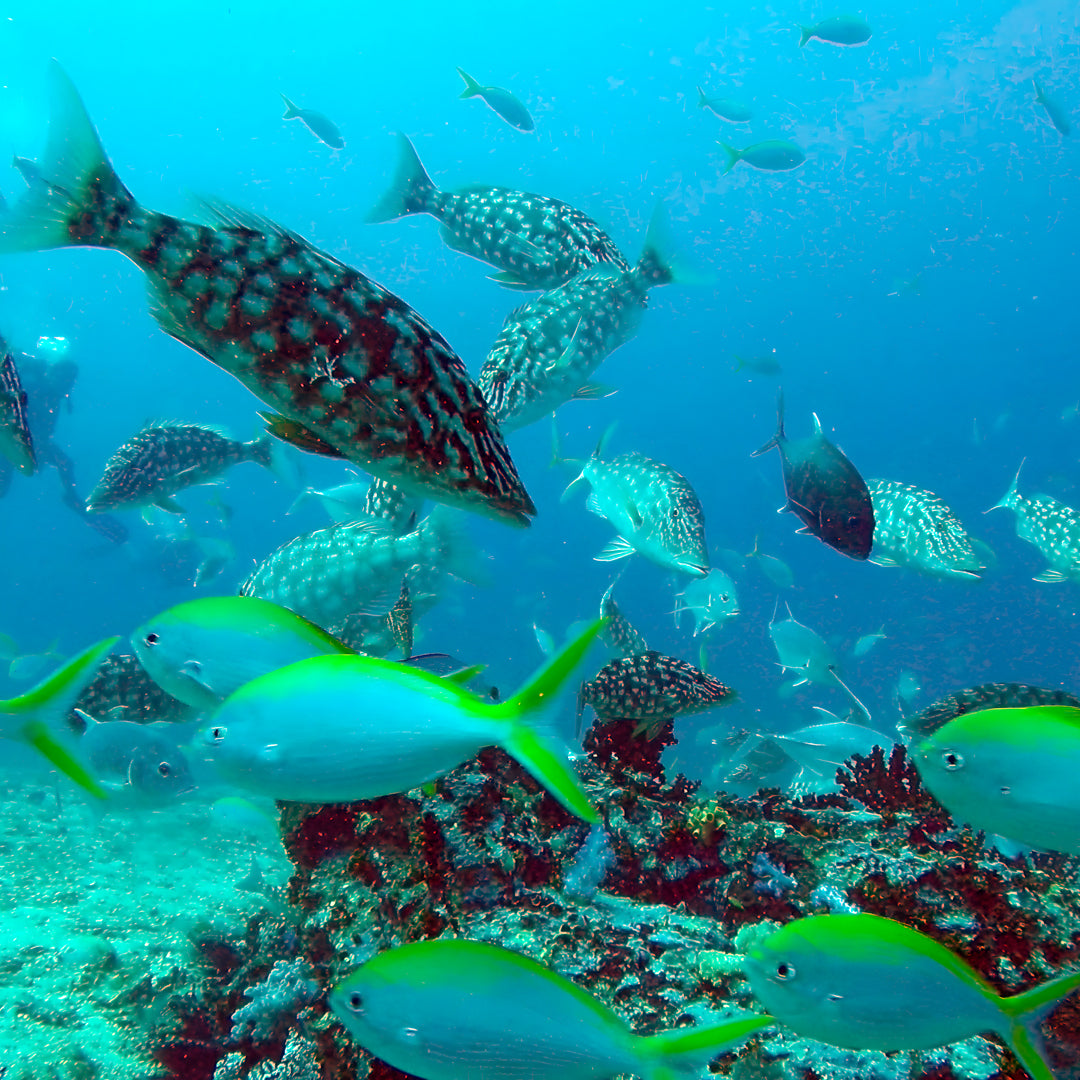 Similan Scuba Diving Nitrox Course