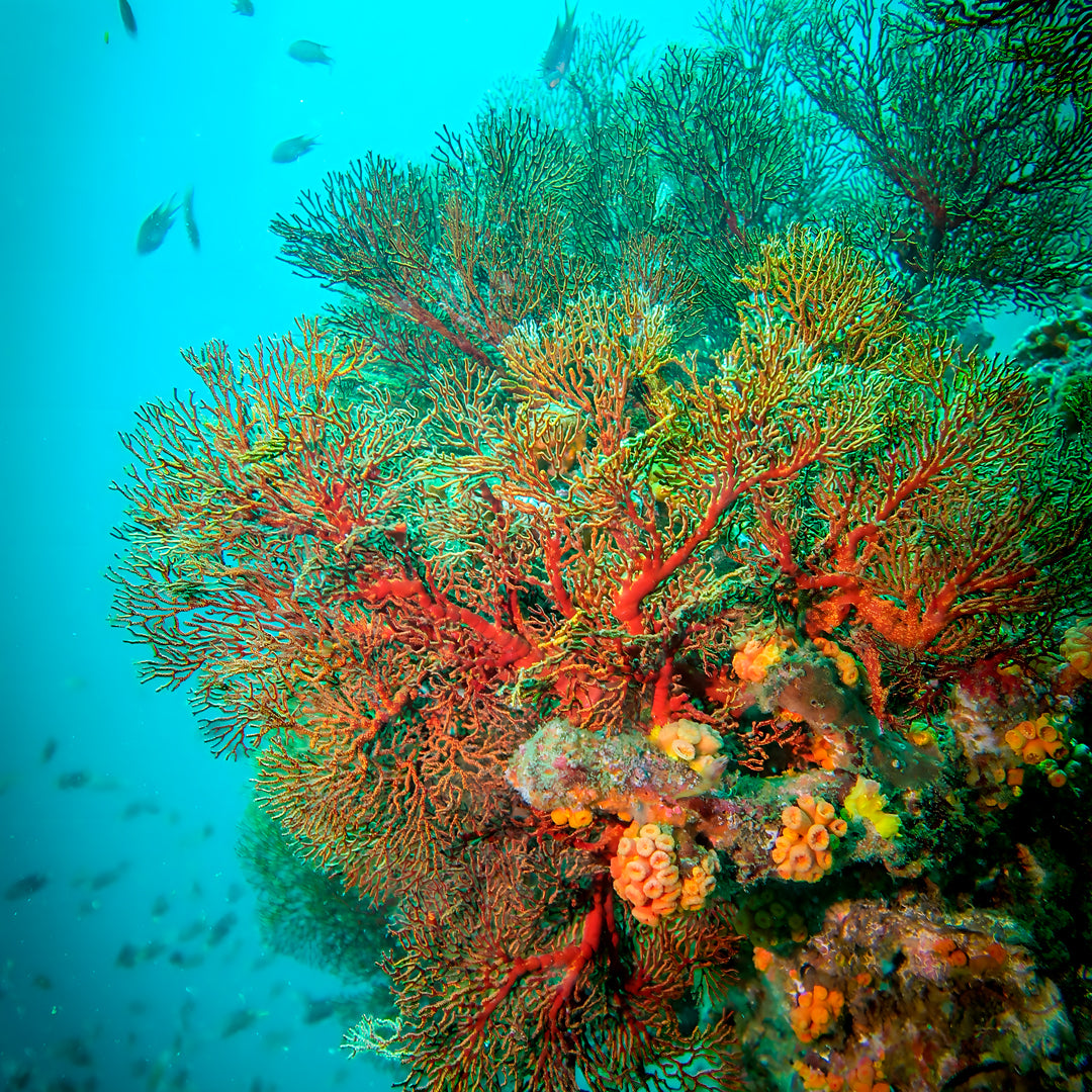 Similan Scuba Diving Nitrox Course