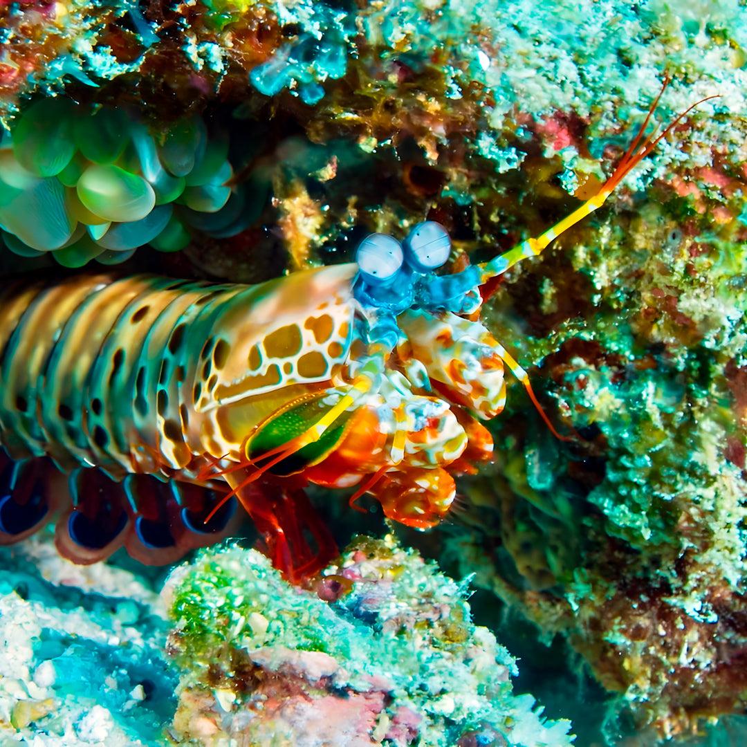 Similan Scuba Diving Nitrox Course