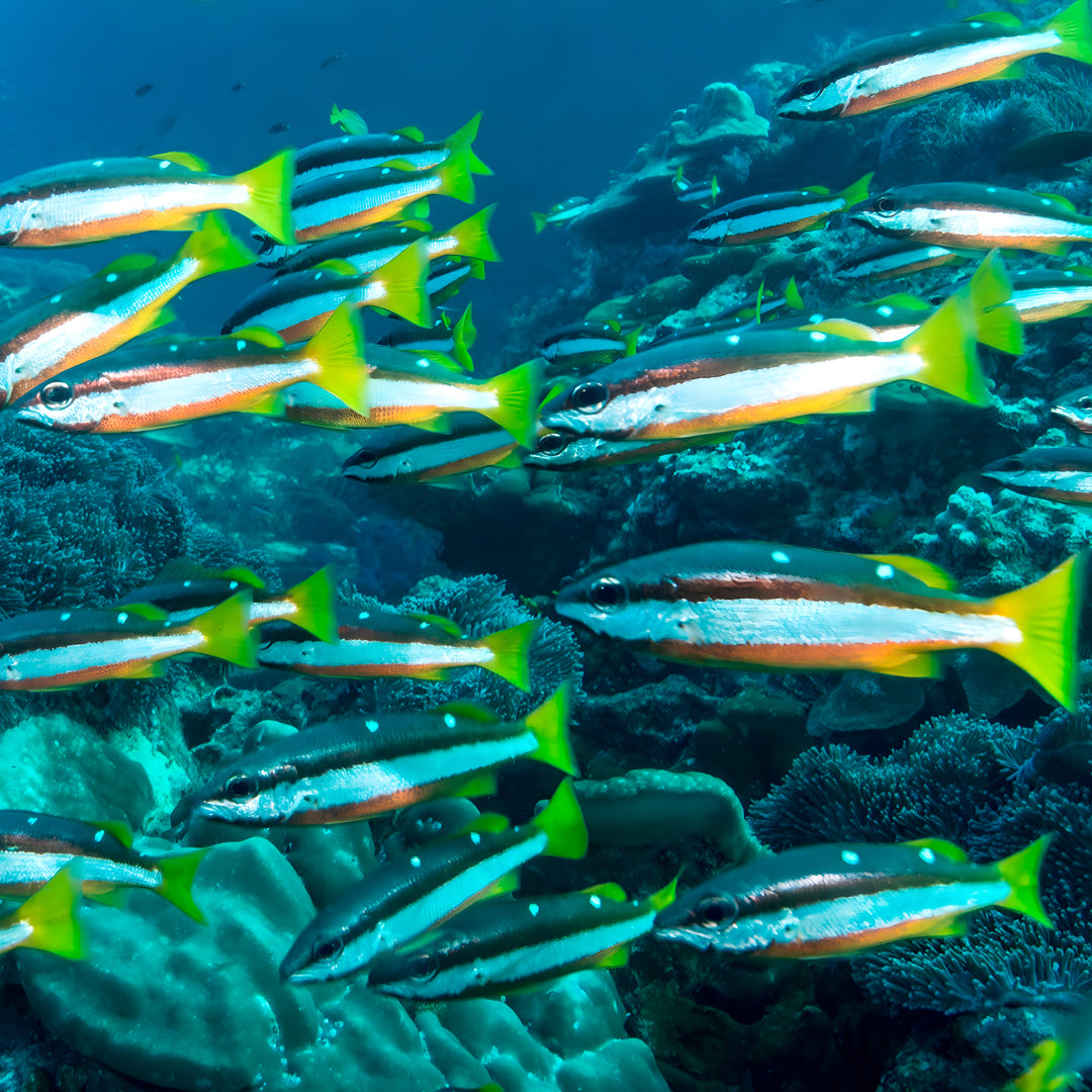 The Best of Thailand Scuba Diving Liveaboard