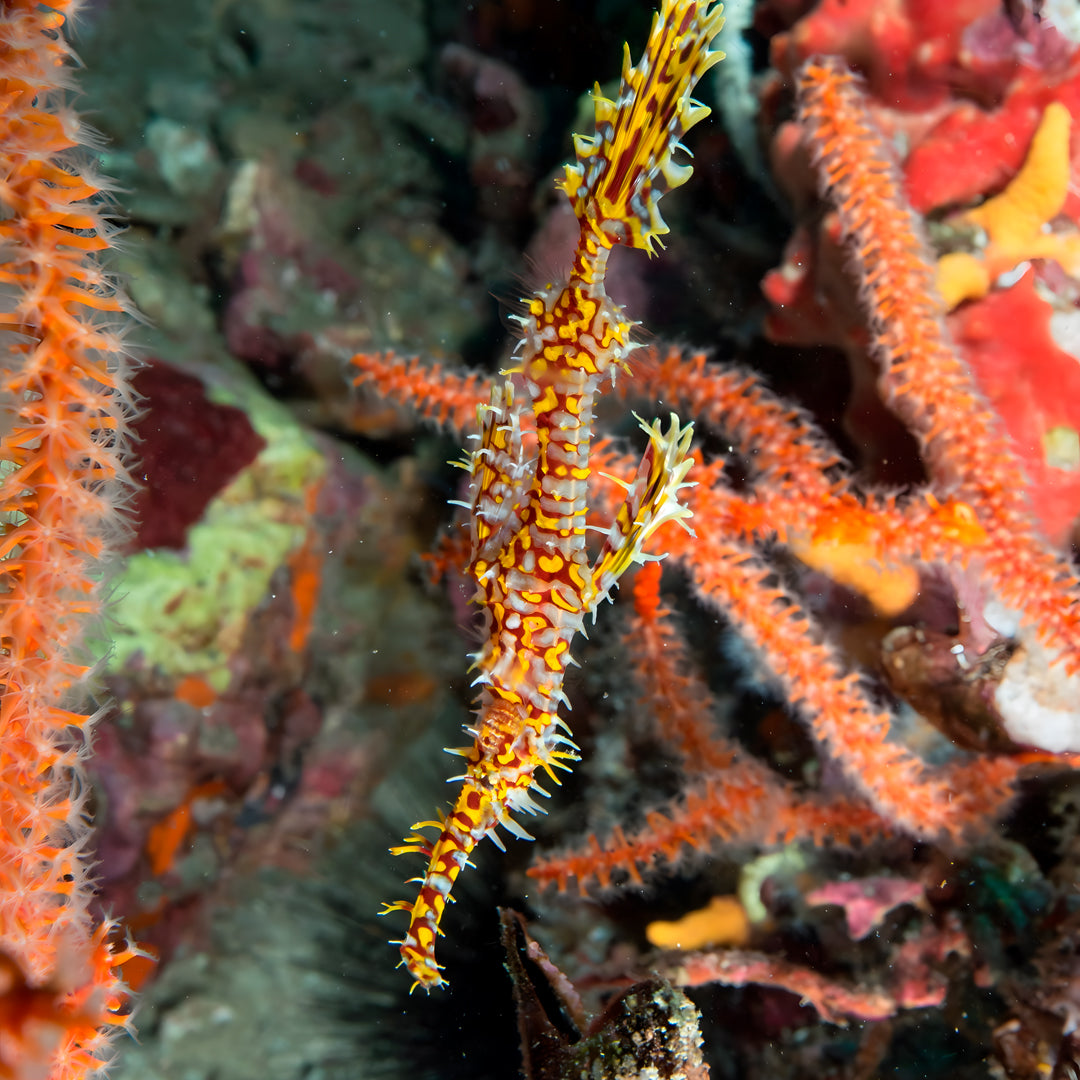 The Best of Thailand Scuba Diving Liveaboard