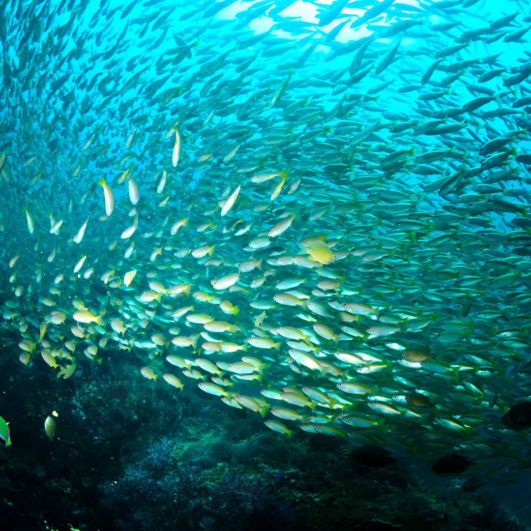 The Best of Thailand Scuba Diving Liveaboard
