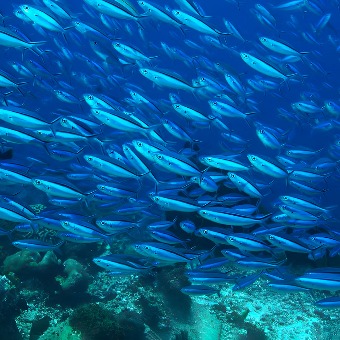 The Best of Thailand Scuba Diving Liveaboard