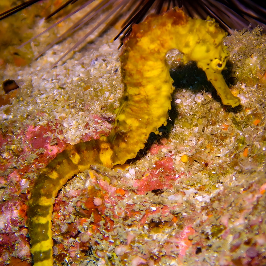 The Best of Thailand Scuba Diving Liveaboard