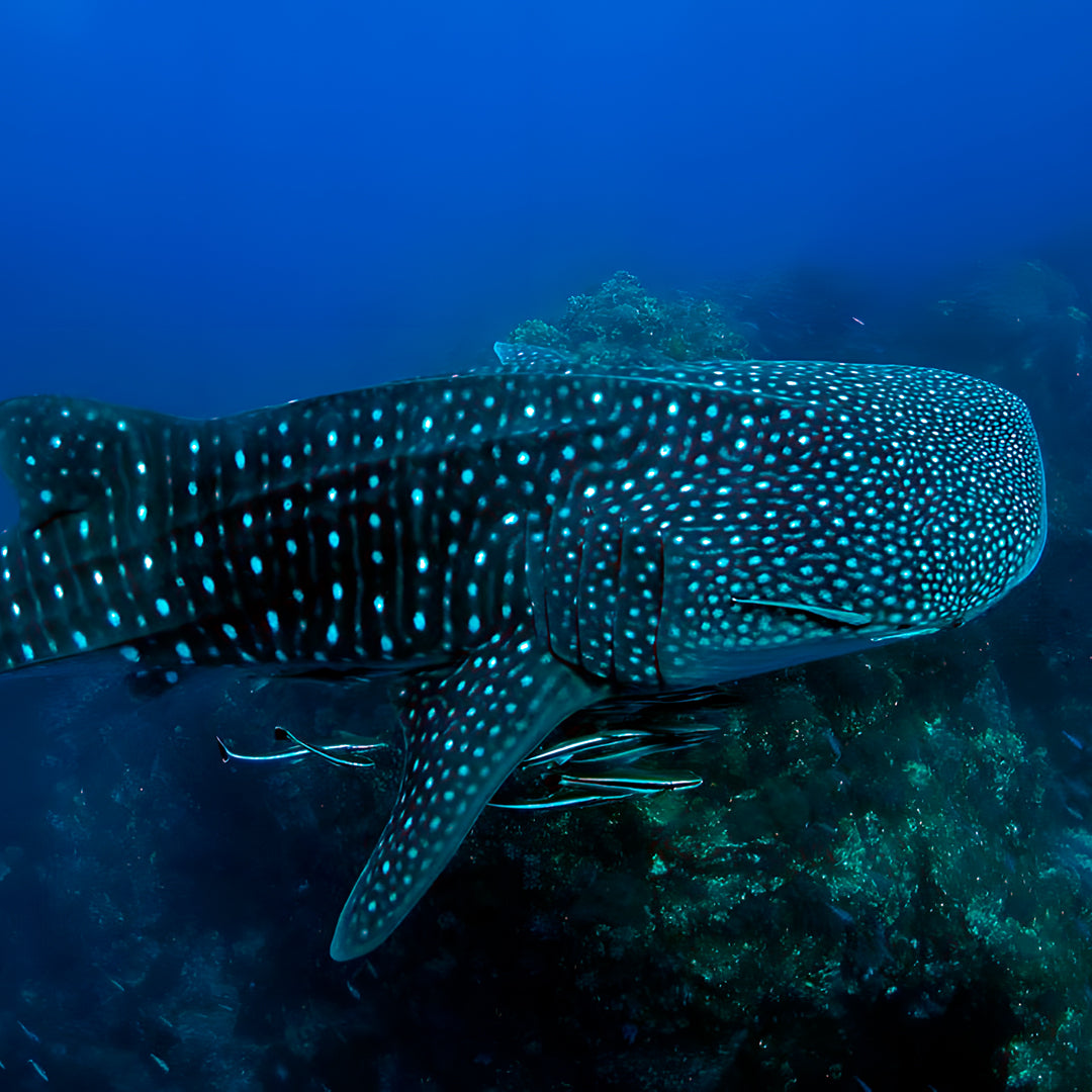 Advanced Open Water Course in Khao Lak