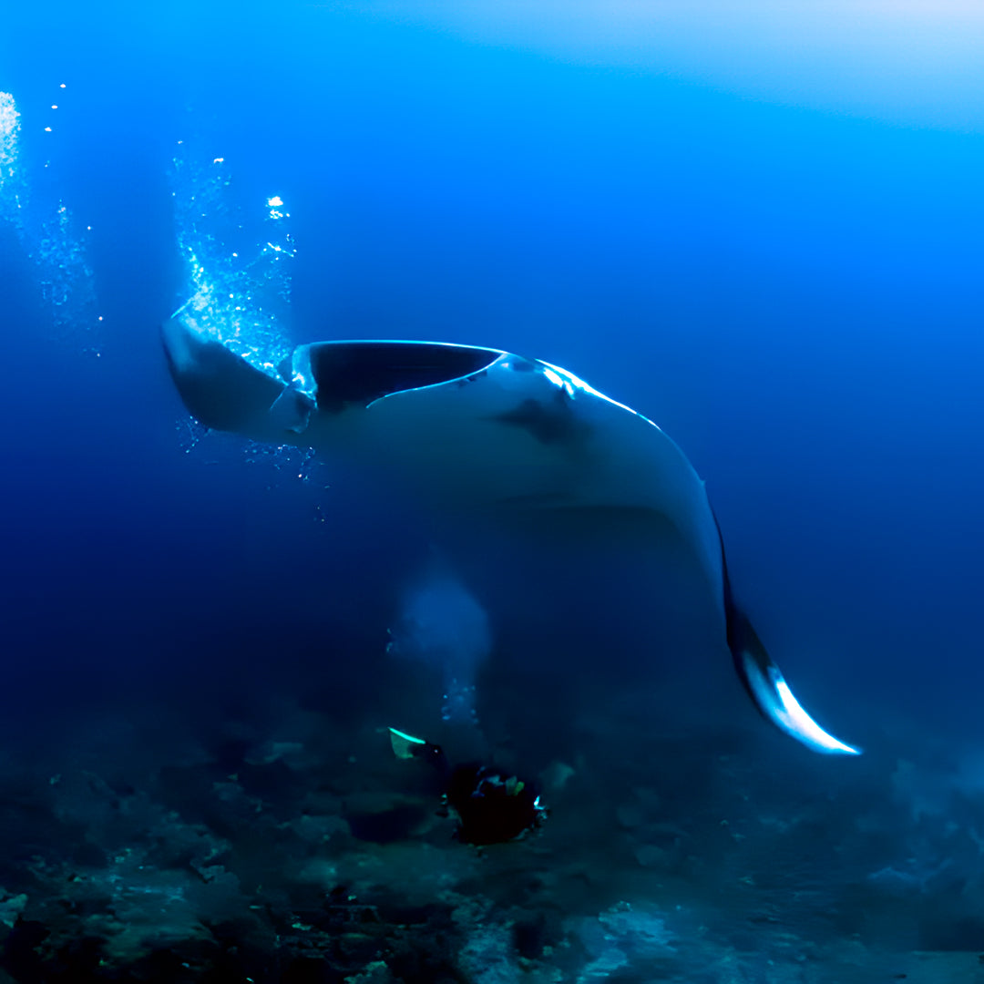 Khao Lak Scuba Diving Refresher Course