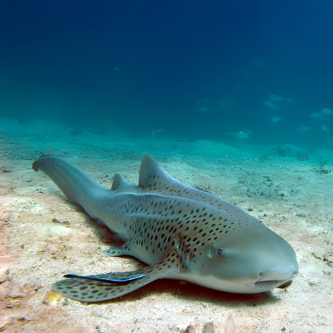 Open Water Course in Khao Lak
