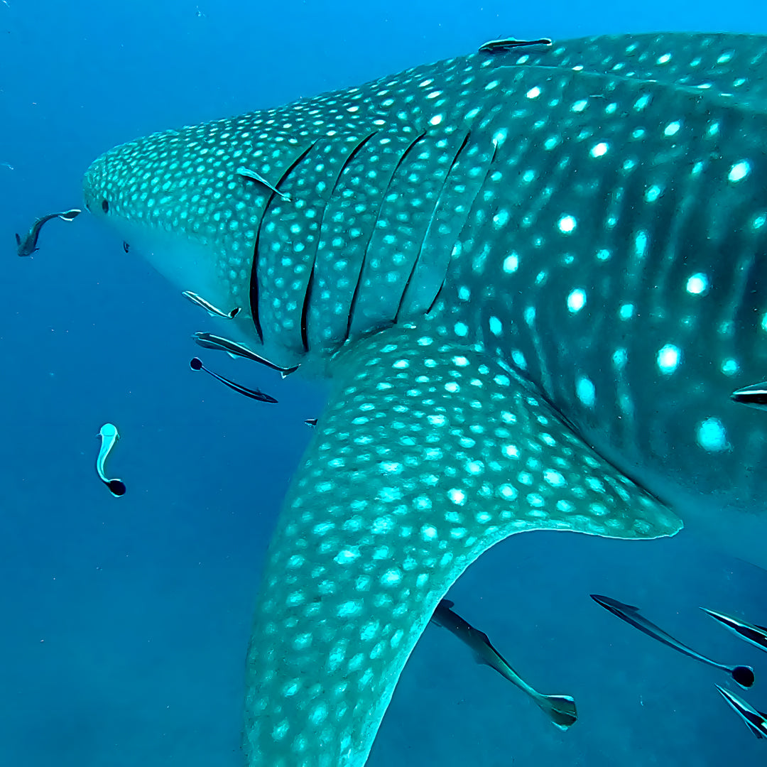 Open Water Course in Khao Lak