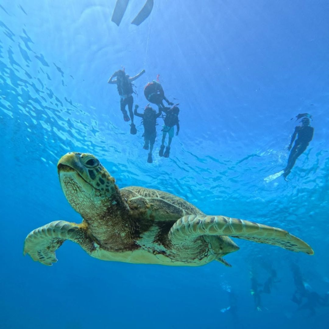 Discover Freediving in Panglao