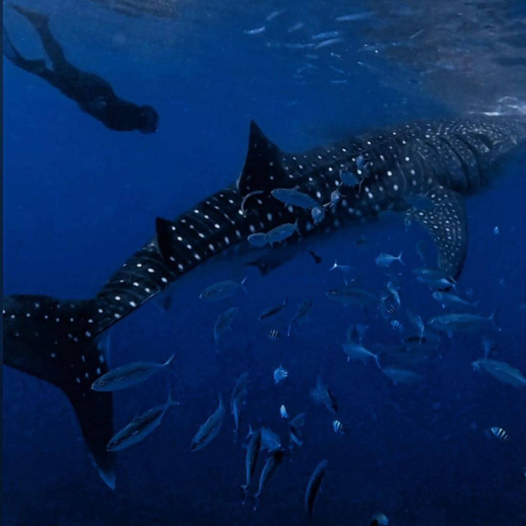 Discover Freediving in Panglao