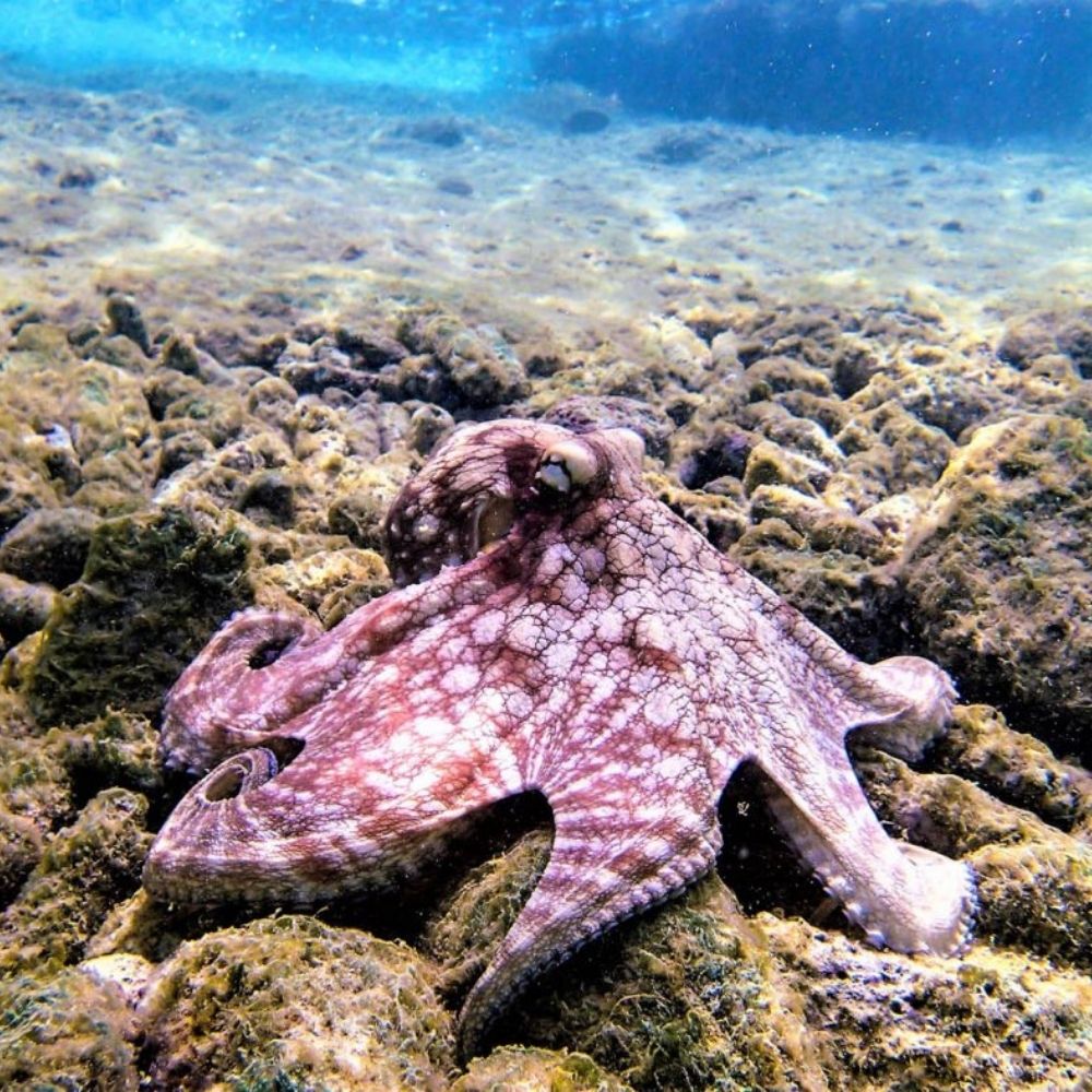 Private Boat Diving Experience Bonaire Marine Park