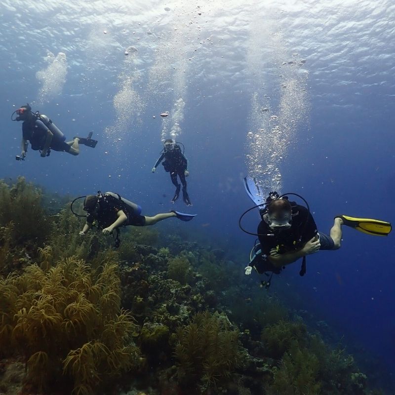 Bonaire Marine Park Scuba Diving Aqua Fun Bonaire