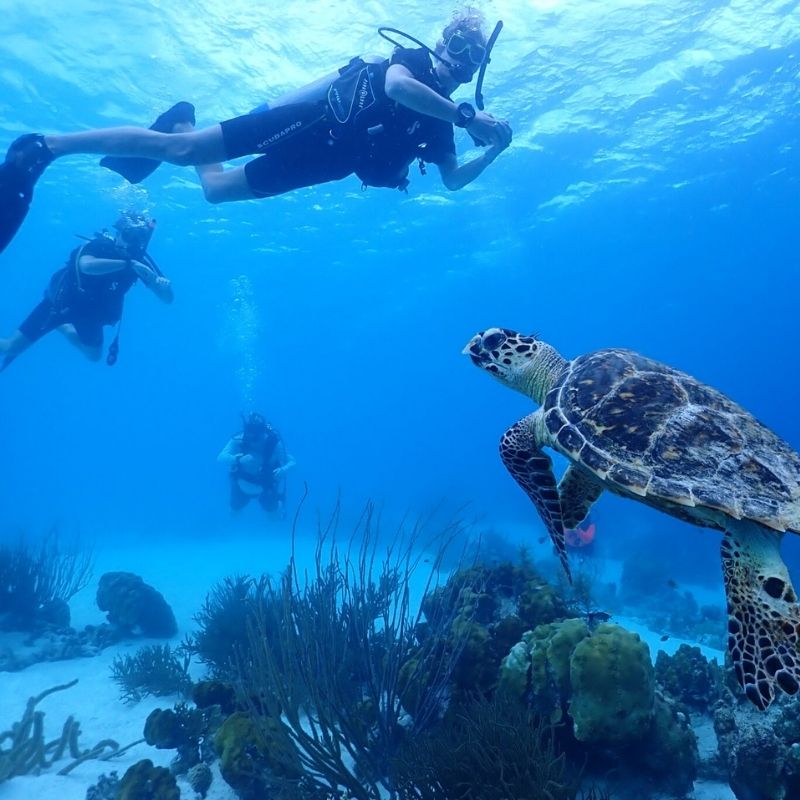 Bonaire Marine Park Scuba Diving