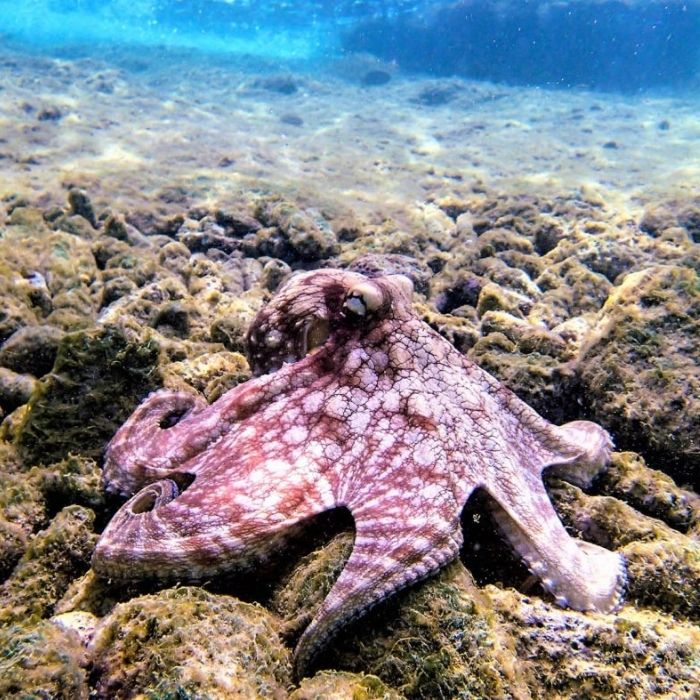 Bonaire Marine Park Scuba Diving Aqua Fun Bonaire