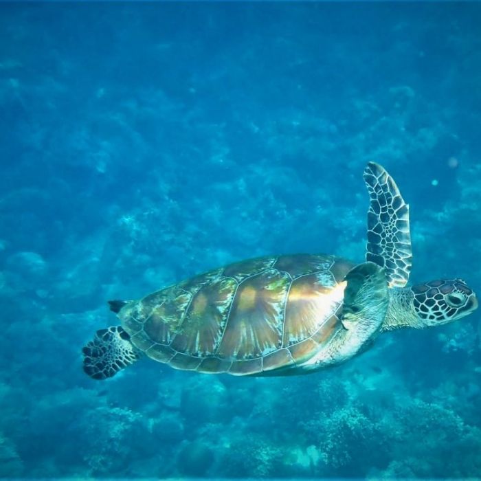 Bonaire Marine Park Scuba Diving Aqua Fun Bonaire