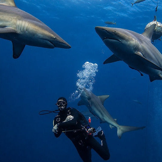 South Africa Shark Coast Expedition