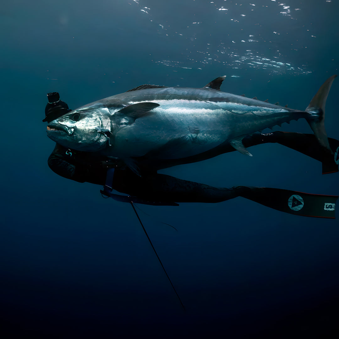 Remote Indonesia Spearfishing Liveaboard Trips