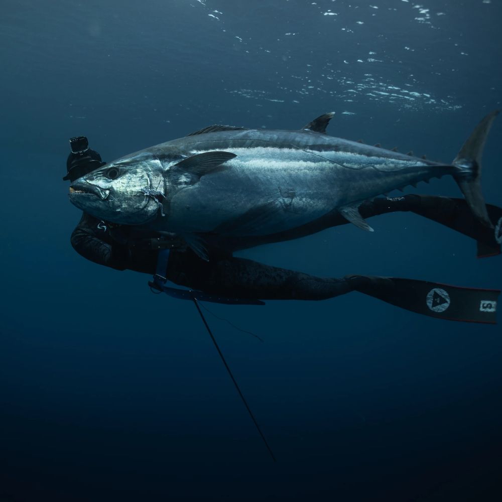 Advanced Spearfishing Course in Bali Aquatic Apes