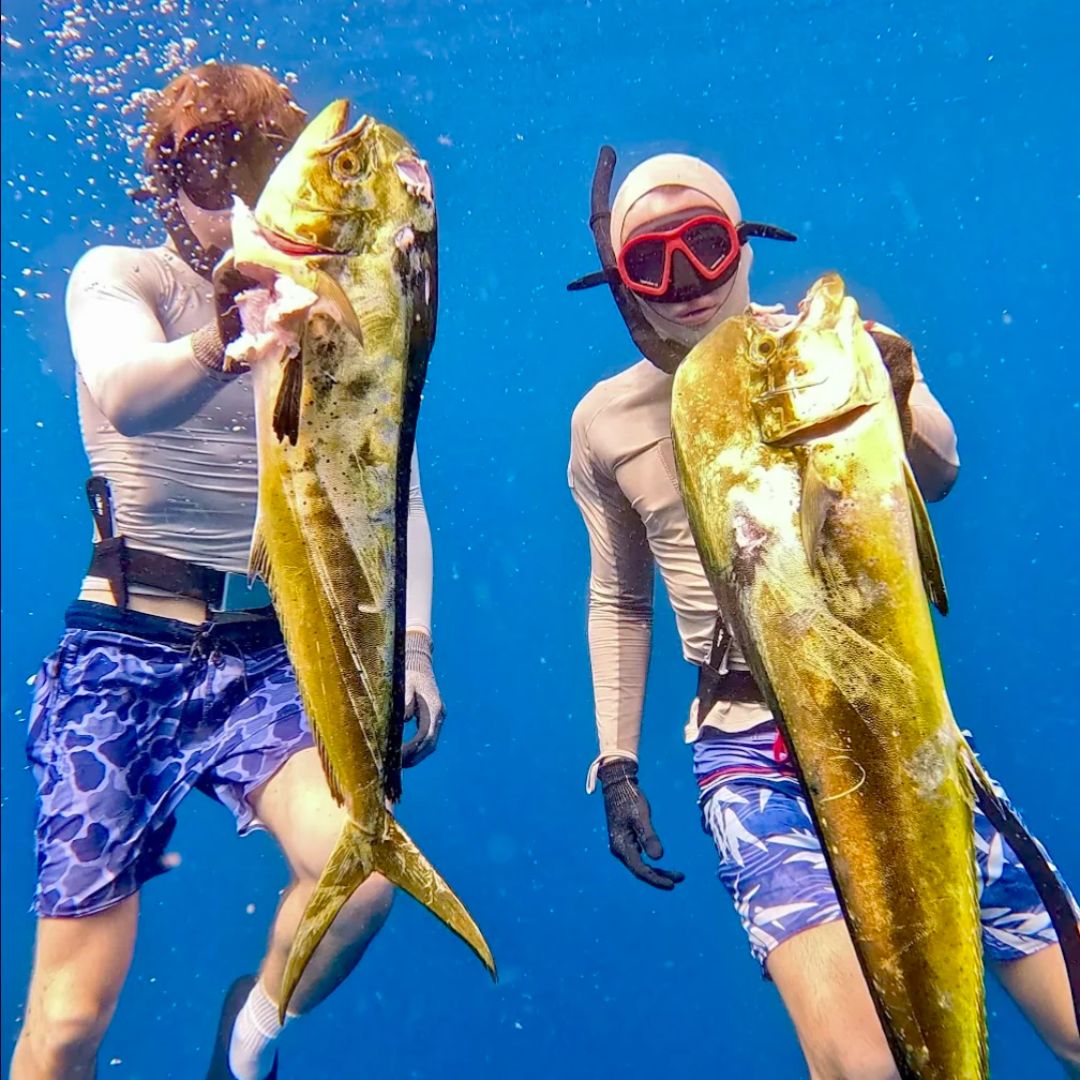 Excursiones de pesca submarina en vida a bordo en zonas remotas de Indonesia