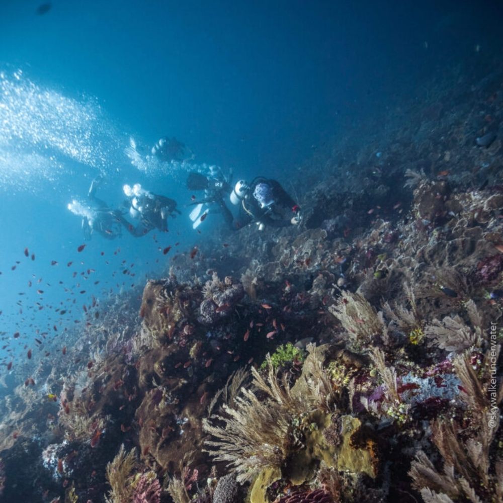 Komodo Island Shared Diving Liveaboard
