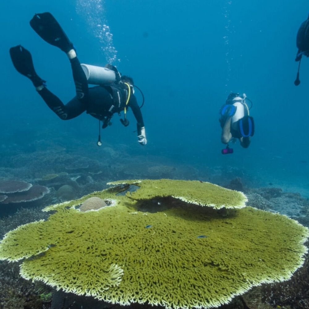Komodo Island Shared Diving Liveaboard