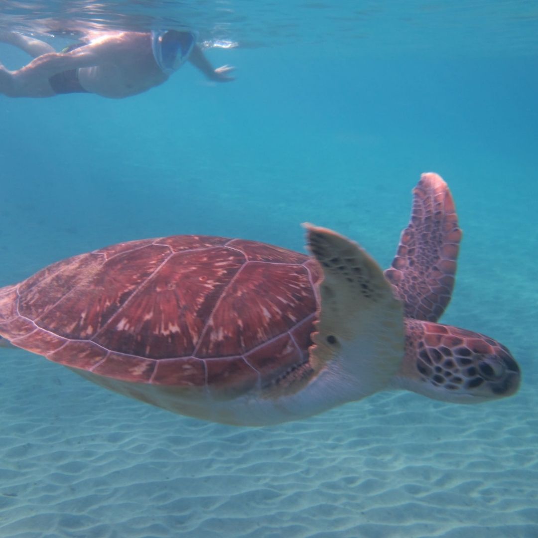 Scuba Diving with Turtles