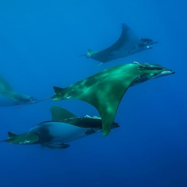 Azores Santa Maria Island Scuba Diving Trip