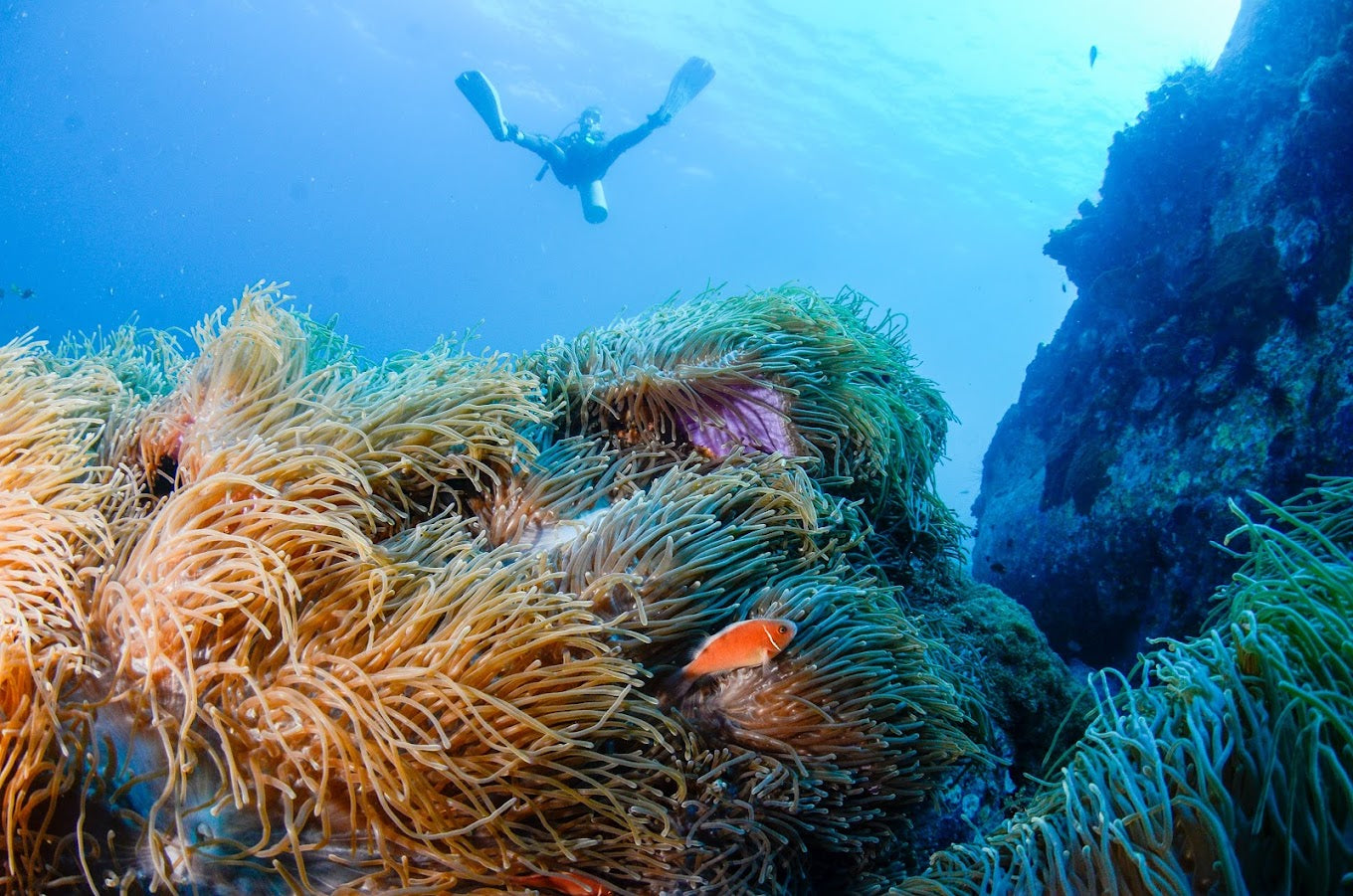 PADI Freedive Instructor Course