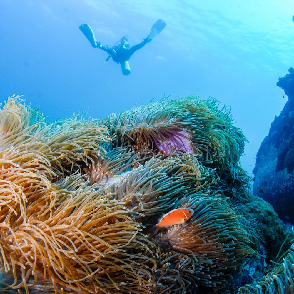 PADI Beginner Freediving Course